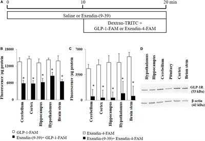 Brain Endothelial Cells Regulate Glucagon-Like Peptide 1 Entry Into the Brain via a Receptor-Mediated Process